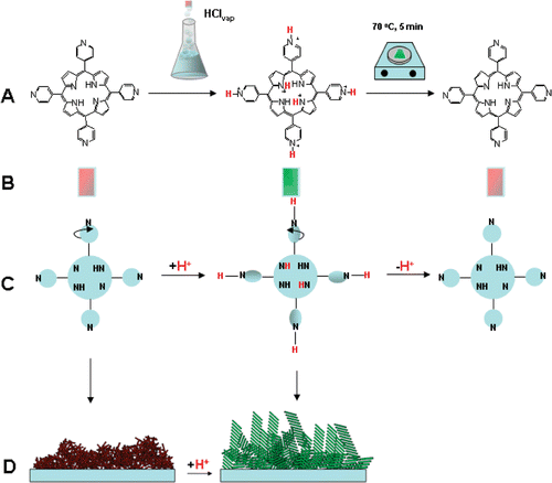 Scheme 1. A. Exposure of porphyrin film to vapours of HCl induces aggregation. This is reversed by heating briefly on a hotplate. B. Colour change in this film after exposure to acid. C. The change in configuration of the porphyrin upon protonation. D. Representation of change in film morphology due to porphyrin aggregation (see AFM, Figure 5).