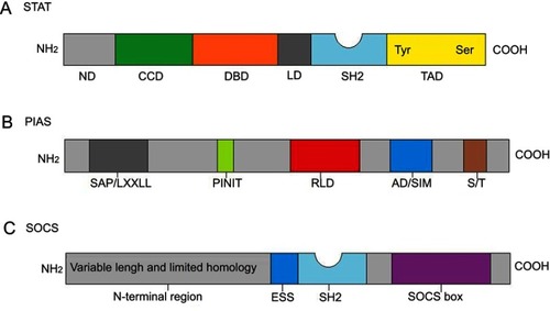 Figure 2 Structure characteristics of STATs, PIAS and SOCS. (A) Structure of STAT. ND, N domain; CCD, coiled coil domain; DBD, DNA-binding domain; LD, linker domain; SH2, Src homology 2 domain; TAD, transactivation domain. (B) The domain structure of PIAS proteins. SAP/LXXLL, SAF (scaffold attachment factor A and B) -A/B, Acinus and PIAS domain (it can recognize and bind to AT-rich DNA sequences), Within the SAP domain, there is a conserved LXXLL (it mediates interactions between nuclear receptors and their co-regulators) signature motif; PINIT, Pro-Ile-Asn-Ile-Thr motif (a highly conserved region of PIAS proteins and it may be involved in the nuclear retention of PIAS3); RLD, RING finger-like zinc binding domain; AD/SIM, acidic domain (AD), Within the AD, there is a putative SUMO1 interaction motif (SIM) in all PIASs except PIASy; S/T, serine-threonine rich region (in all PIASs except PIASy). (C) Structure of SOCS proteins. All eight members are characterized by their N-terminal region with variable length and limited homology, an extended SH2 domain (ESS), a central SH2 domain and a conserved SOCS box at the C-terminus.