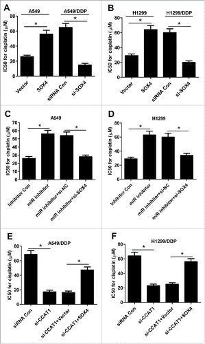 Figure 5. CCAT1/miR-130a-3p axis increased DDP resistance of NSCLC cells by targeting SOX4. (A and B) IC50 value of DDP was measured by CCK-8 assay in A549 and H1299 cells transfected with SOX4 or Vector, as well as in A549/DDP and H1299/DDP cells introduced with si-SOX4 or siRNA Con. (C and D) IC50 value for DDP was evaluated by CCK-8 assay in A549 and H1299 cells transfected with miR inhibitor, or along with si-SOX4. (E and F) IC50 value of DDP was determined by CCK-8 assay in A549/DDP and H1299/DDP cells transfected with si-CCAT1, or along with SOX4. *P < 0.05.