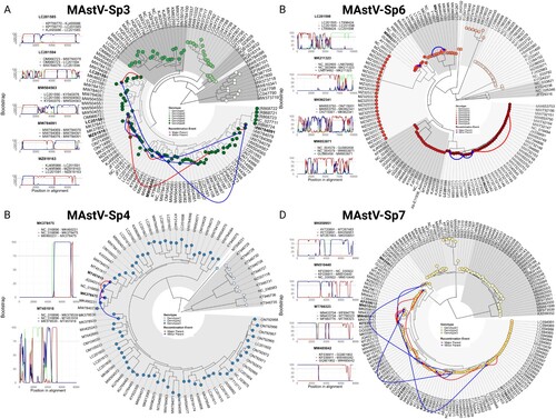 Figure 4. Mamastrovirus recombination is restricted to within intra-genotypic boundaries. Panels display recombination events detected by RDP5v5 software in (A) MAstV-Sp3, (B) MAstV-Sp4, (C) MAstV-Sp6, and (D) MAstV-Sp7. Events were supported by at least three detection methods and a statistical significance of p < 0.01 after Bonferroni correction (see Supplemental information Table S3), but for simplicity, only Bootscan analysis results are shown where breakpoints had a clear signal and bootstrap values of 75% or higher were obtained (left). The major-parent, minor-parent, and recombinant sequences are mapped onto the phylogenetic tree for each species (right). Major-minor parent interactions are denoted in green, major parent-recombinant strain interactions in red, and minor parent-recombinant strain interactions in blue (left panels).