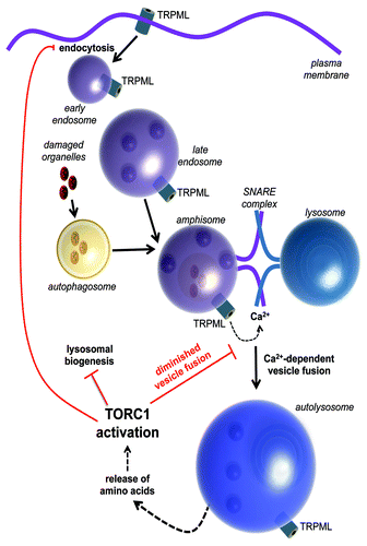 Figure 1. Autophagy and a model of TRPML function in regulating endosomal trafficking and TORC1 activity.