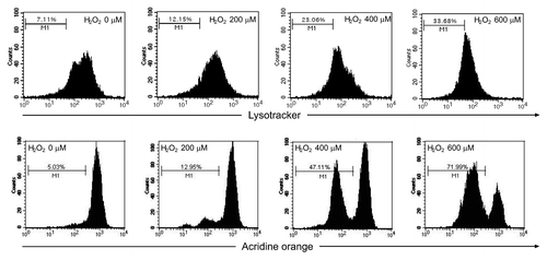 Figure 9. Lysosomal rupture assayed with the AO-uptake and LysoTracker Red-uptake methods. SK-N-SH cells were treated in the absence or presence of H2O2 (0 to 600 μM) for 24 h. Lysosomes stained by LysoTracker Red (50 nM) and acridine orange (5 μg/ml) were quantified by flow cytometry.