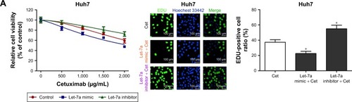 Figure 1 Let-7a can enhance the sensitivity of HCC cells with epithelial phenotypes to cetuximab.