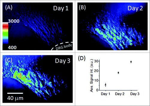 Figure 5 Analysis of CA RS signal of neurite growth: (A–C) In situ neurite growth in a 0.5% HA matrix on day 1 to day 3. (D) Relative density of neurites on day 1 through day 3. The analysis was performed according to the intensity in the 8-bit gray-scale 3-D images. Each data point represents the average number of the intensity results analyzed according to areas of three days (method).