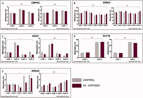 Figure 3. CE exposure impacts DNA methylation in SSC-like cells at genes with bivalent chromatin. In each panel, left graph shows methylation at individual CpG sites in SSC-like cells and right graph shows level in spermatid-like cells. Two-factor ANOVA of bisulfite pyrosequencing data shows no effect of CE exposure on DNA methylation in SSC-like cells or haploid spermatid-like cells for (A) CMPK2, (B) GRIK2, and (D) KLF16. There is a significant effect of exposure on DNA methylation in SSC-like cells for (C) HCN1 and (E) NR4A2. *p < 0.05; **p < 0.005; ***p < 0.0001; ns = no significance.