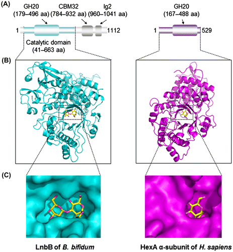 Fig. 2. Structural differences between B. bifidum GH20 lacto-N-biosidase (LnbB) and human GH20 N-acetylhexosaminidase (HexA).