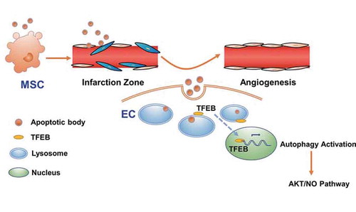 Figure 9. Schema for donor MSC-derived ABs enhanced angiogenesis via TFEB-mediated lysosome functional regulation. TFEB upregulates autophagy in recipient ECs to promote angiogenesis via AKT-NO pathway