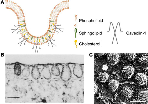 Figure 3 Schematic diagram and images of caveolae. (A) Schematic diagram of caveolae. (B) Thin-section electron microscopy image of fibroblast caveolae. Reproduced from Rothberg KG, Heuser JE, Donzell WC, Ying Y-S, Glenney JR, Anderson RGW. Caveolin, a protein component of caveolae membrane coats. Cell. 1992; 68(4): 673–682. Copyright 1992, with permission from Elsevier.Citation52 (scale bar = 0.25 μm). (C) Rapid-freeze, deep-etch image of ﬁbroblast caveolae. Reproduced with permission of Annual Reviews, Inc, from Anderson RG. The caveolae membrane system. Annu Rev Biochem. 1998; 67: 199–225, Copyright 1998; permission conveyed through Copyright Clearance Centre Inc.Citation53 (scale bar = 0.1 μm).