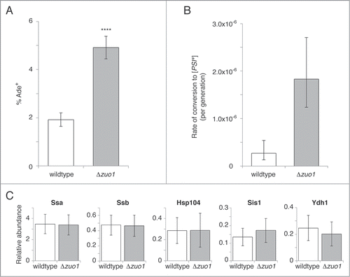 Figure 1. Frequency of induced and spontaneous [psi−] to [PSI+] conversion for cells lacking RAC function compared with wildtype cells. (A) Induced [psi−] to [PSI+] conversion was measured following transient overexpression of the Sup35 N and M domains for Δzuo1 and wildtype strains containing the ade1–14 reporter. Cells were transformed with a plasmid encoding Sup35NM driven by the GAL1 promoter. Following growth in medium containing raffinose cultures were diluted into medium containing galactose (to induce expression), grown, then diluted and plated on YEPD (to determine total numbers of cells) and synthetic medium lacking adenine (to determine the number of Ade+ cells). Percentage Ade+ was calculated by dividing the number of Ade+ cells by the total number of cells and expressing as a percentage. In each case, a subset of Ade+ colonies was tested for curability to [psi−] by guanidine hydrochloride (GuHCl) to confirm that the vast majority of Ade+ colonies were [PSI+]. Error bars represent 95% confidence intervals. **** p < 0.0001 (2-proportion z-test). (B) Spontaneous prion formation was measured in cells with both the ade1–14 and ura3–14 nonsense suppression reporters. Cells that were [psi−] were plated to obtain single colonies, which were excised from the plate and resuspended in sterile H2O. A small volume was diluted and plated on YEPD to determine total numbers of cells, while the remainder of each resuspended colony was plated on synthetic medium lacking adenine and uracil and incubated for 14 d to determine the number of [PSI+] cells. Only colonies that were curable to [psi−] by GuHCl were counted as [PSI+]. Conversion rates were calculated by fluctuation analysisCitation39,41 with error bars representing the 95% confidence intervals (n=10). (C) Relative abundance of Ssa1/2 (Ssa), Ssb1/2 (Ssb), Hsp104, Sis1 and Ydj1 in wildtype and Δzuo1 strains expressing each chaperone as a carboxyl-terminal GFP fusion from its endogenous promoter and natural chromosomal location. Median GFP fluorescence intensity (50000 cells per strain) was assessed by flow cytometry and normalized to fluorescence intensities from wildtype or Δzuo1 strains expressing GFP fused to Glyceraldehyde-3-phosphate dehydrogenase to account for variation due to intrinsic differences between the wildtype or Δzuo1 strains that may systematically influence fluorescence intensity. Error bars represent coefficient of variation.