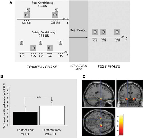 Figure 1. Experimental paradigm and pupillary and amygdala responses to the aversive stimulus. A: Training and test phase: The training phase (left) consisted of several explicitly unpaired (bottom row) or paired (top row) presentations of the CS and the US and was followed by a period of rest (middle) during which the structural MRI images were acquired. The test phase (right) consisted of five presentations of the CS alone. B: Presentation of the screams during the training phase led to significant pupillary dilation in safety and fear conditioning groups (*P < 0.05) which was comparable among the two groups (P > 0.05). C: Activity in the left and right amygdala in both groups (average effect of condition from both groups) (Montreal Neurological Institute (MNI) co-ordinates: −18, −4, −14, k = 226, t score = 5.30, P < 0.05, FWE corrected; and 20, 0, −14, k = 244, t score = 5.15, P < 0.05, FWE corrected).