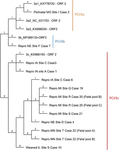 Figure 5. Phylogenetic tree of 11 clinical cases compared with 5 reference strains. Maximum parsimony (MP) tree based on the nucleotide sequences of the cap protein reconstructed using Geneious R9 software. The value along the branches represent substitutions per site.