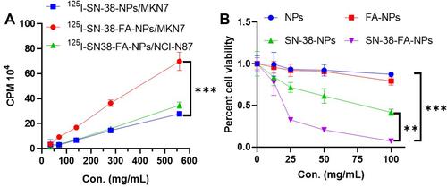 Figure 2 (A) Cell uptake of 125I-SN-38-NPs and 125I-SN-38-FA-NPs in MKN7 cells and 125I-SN-38-FA-NPs in NCI-N87 cells at concentrations varying from 35 to 560 μg/mL after 2 h incubation. (B) MTT assay of nanoparticles with concentrations varying from 12.5 to 100 µg/mL at 37 °C after 24 h incubation. **p < 0.01 and ***p < 0.001 were considered highly significant.