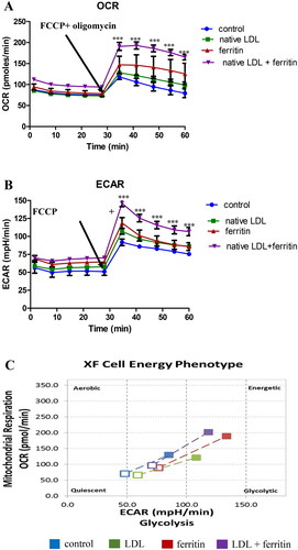 Figure 3. Effect of ferritin and LDL on macrophage metabolism. THP-1 macrophages were incubated for 24 h with or without ferritin (88 µg/ml; 0.2 µM). They were then incubated for 24 h with or without native LDL (100 µg protein/ml) or ferritin (88 µg/ml). The cells were then washed and incubated with medium containing glucose, glutamine and pyruvate as fuels and analyzed using Agilent Seahorse technology to determine their metabolic phenotype before (unfilled squares) and after (filled in squares) being stressed by oligomycin and FCCP. (A) Oxygen consumption rate (OCR), (B) extracellular acidification rate (ECAR), and (C) metabolic profile are shown. The control cells were not exposed to ferritin or LDL. ***p < 0.001 compared with the control cells for four independent experiments.