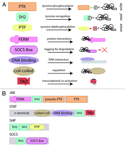 Figure 1. Architecture of JAK-STAT pathway components. (A) The constituent domains of JAK-STAT pathway components and their functionality. The PTK, SH2 and PTP domains contribute to the write, read and erase functionalities of the JAK-STAT pathway, as indicated, while the others have accessory roles. (B) The JAK-STAT pathway components and their domain assemblage.