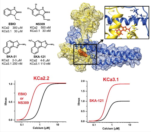 Figure 1. Top, Chemical structures of the KCa channel activators and Rosetta model of SKA-121 (orange) docked into the interface between the KCa3.1 calmodulin-binding domain (blue) and calmodulin (yellow). See Brown et al.Citation5 for details. Bottom, Cartoon of the effect of EBIO or NS309 on the calcium-response curve of KCa2.2 and of SKA-121 on the calcium-response curve of KCa3.1.