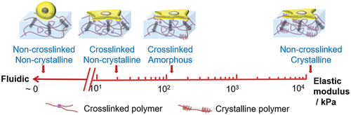 Figure 16. CL-DLLA copolymer has adjustable viscosity and elasticity. Non-crosslinked polymers exhibit viscous liquid rheology. Viscosity increases with crosslinking, and elasticity arises from crystalline regions. As a cell substrate, CL-DLLA copolymer’s adjustable viscosity and elasticity regulates cell spreading. Fibroblast spreading increases significantly with crosslinking, and more gradually with elasticity. This leads to the conclusion that cells may be significantly more sensitive to substrate viscosity than elasticity. See text for details.