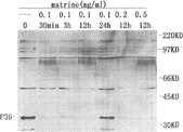 Figure 4 Immunoblotting analysis of the protein tyrosine phosphorylation in matrine-treated Raji cells. When 0.1 mg/ml of matrine was administrated to Raji cells, tyrosine phosphorylation of protein with 36 kDa was diminished dramatically at 30 min and almost disappeared at 12 h but elevated to the control level by 24 h. The striking declined phosphorylation was also found in Raji cells treated with 0.2 and 0.5 mg/ml matrine for 12 h. Positions of molecular mass markers are shown to the right (in kilodaltons). Each experiment was repeated two times and similar results were obtained.