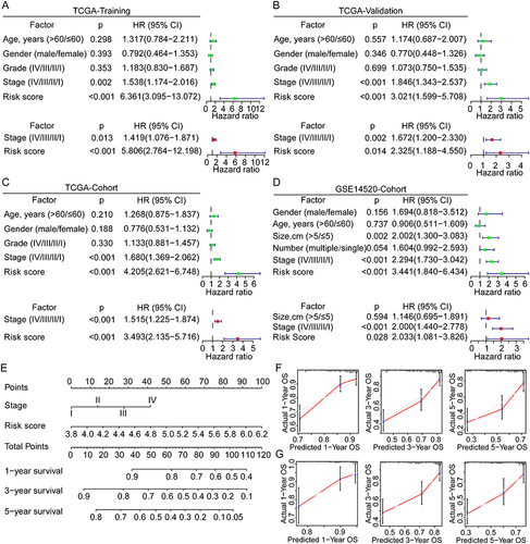 Figure 4 Univariate and multivariate Cox analyses for the development of a prognostic nomogram for OS prediction in HCC. (A–D) Univariate and multivariate Cox analyses for OS of HCC in the TCGA training group, the TCGA validation group, the TCGA overall cohort, and the GSE14520 cohort. (E) Establishment of a prognostic nomogram based on the risk score and clinical stage for OS prediction of HCC. (F and G) Calibration curves for evaluation of the prognostic accuracy of the nomograms for the TCGA and GSE14520 cohorts.