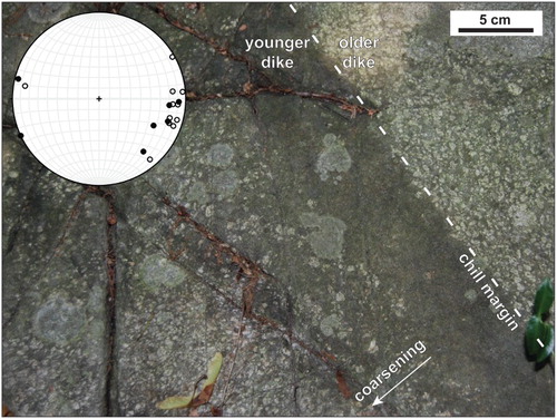 Plate 5. Sheeted dikes of the Allingtown dike swarm (Sap). One of many intrusive contacts (dashed line) exposed within the main body of the Allingtown dike swarm (Sap). Inset stereogram shows poles to undeformed contacts of newer Sap dikes intruding older Sap dikes. Half dikes and dikes with two chill margins are both exposed. Half dikes do not show systematic opening direction. Contacts with eastward-coarsening porphyry (hollow circles, n = 10) are slightly more abundant than westward-coarsening contacts (filled circles, n = 8).