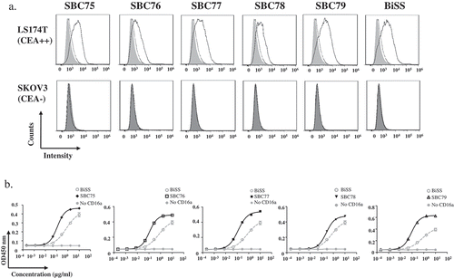 Figure 3. Anti CEA-CD16a bispecific antibodies can bind CEA and CD16a antigen. a) Flow cytometry analysis of anti CEA-CD16a bispecific antibodies were performed using LS174T and SKOV3 cells. Light gray area (blank), indicating LS174T cells with no staining; Dark gray area (blank), indicating SKOV3 cells with no staining; dotted line, cells with anti-His-PE staining; Solid line, anti CEA-CD16a VHHs and then anti-His-PE staining. b) Elisa analysis of different bispecific antibodies binding to CD16a antigen, BiSS (gray, dashed line); Anti CEA-CD16a bispecfic antibodies SBC75-79 (black, solid line); No CD16a(gray, solid line). The data are the mean of triplicates with error bars representing the standard deviation.