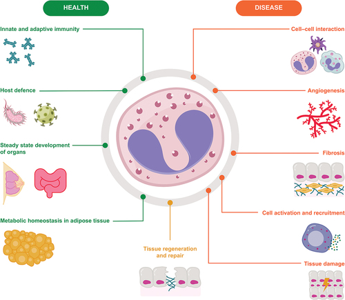 Figure 2. The roles of eosinophils in health and disease.