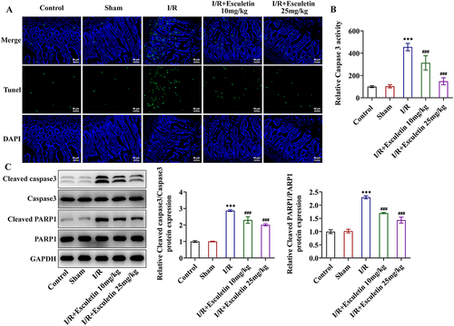 Figure 3 Esculetin reduces apoptosis in intestinal I/R rats. (A) TUNEL assay measured apoptosis. (B) Caspase 3 activity assay examined caspase 3 activity. (C) Western blot analysis of the expression of apoptosis-associated proteins. ***p<0.001 vs Sham; ###p<0.001 vs I/R.