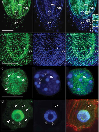 Figure 2. ZmSUMO1 localizes to euchromatin and small cytoplasmic granules in small dividing cells. Triple-staining of root tips from wild-type maize plants (inbred line B73), using anti-SUMO1, anti-β-Tubulin antibodies and DAPI. ZmSUMO1 signals are shown in green, the tubulin network in red and nucleus in blue. (a) Longitudinal section of a root tip and (b) cross section of the root maturation zone. The quiescent center is indicated by a dashed circle in (a). (c) Single CLSM section of an interphase nucleus showing ZmSUMO1 localization mainly at euchromatic regions. (d) Overview of an interphase cell showing that ZmSUMO1 accumulates also in small cytoplasmic granules. Heterochromatic domains and ZmSUMO1 granules are indicated by open arrowheads and arrowheads, respectively. VCL, vascular cell lineage; OCL, outer cell layers; RC, root cap; ST, stele; CO, cortex; NU, nucleus; CY, cytoplasm. Scale bars represent 200 μm in (a) and (b) and 10 μm in (c) and (d).