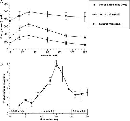 Figure 4.  Oral glucose tolerance tests performed at 30 weeks after transplantation in the 3,000 IEQ encapsulated islets transplanted, diabetic non-transplanted, and normal control mice. Values were presented as mean±SEM (A). In vitro dynamic insulin secretion test of the retrieved capsules at 130 days after transplantation. Values were presented as mean±SEM from three different experiments (B).