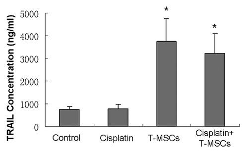 Figure 9. At the end of the study, TRAIL concentrations of the tumor homogenates (n = 6) in TRAIL-MSCs and cotreatment groups were higher than those in control and cisplatin groups (p < 0.05). Whereas no statistical difference was found between TRAIL-MSCs and cotreatment groups, as well as the other two groups (p > 0.05).