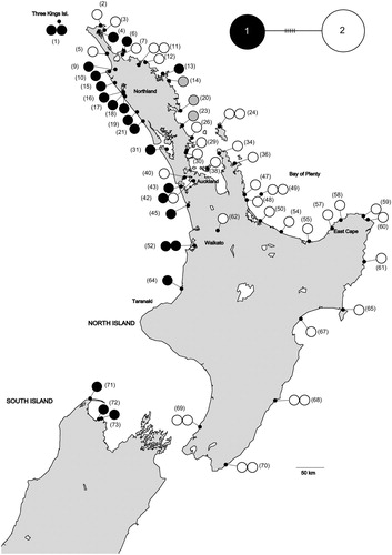 Figure 2. A, Geographic distribution of internal transcribed spacer (ITS) sequences in Entelea arborescens (whau). Each individual sample is represented by a single circle. The three samples with grey circles have additive nucleotides at the five allele-defining sites, indicating the presence of both alleles in these individuals. The numbers in brackets are the sites’ identifying numbers (see Table S1). Sites 1–61 are believed to be naturally occurring and sites 62–73 suggested to derive from translocations. Basemap supplied by Kahuroa. B, Median-joining haplotype network for whau ITS variants. The size of each circle is proportional to haplotype frequency. Hash marks indicate the number of mutational changes between each variant.