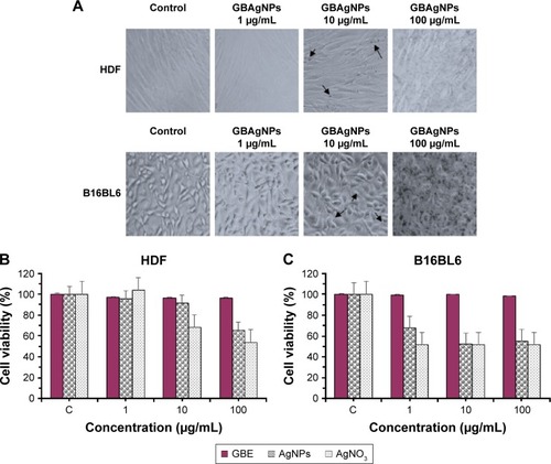 Figure 9 Comparative study of the effect of GBAgNPs, GBE and AgNO3 on cell viability and on the morphology of HDF and B16 cells.Notes: Optical microscopy images (A) of HDF and B16 cell lines (40× magnification) at 72 h after treated with 1–100 μg/mL of GBAgNPs. Treated HDF and B16 cells with silver (10 μg/mL) could be identified by dark dense clusters which are indicated with arrows; no cluster was found in control groups. Cytotoxicity effect of GBE, GBAgNPs, and silver salts on HDF (B) and B16 (C) cell lines; cell viability decreased with an increase in the concentration of GBAgNPs. Cell viability was determined by MTT assay. Data are expressed as a percentage of sample-treated control and presented as mean ± SEM of three separate experiments.Abbreviations: B16, murine melanoma B16Bl6 cells; GBAgNPs, silver nanoparticles from ginseng berry; GBE, ginseng berry extract; HDF, human dermal fibroblast; MTT, 3-(4,5-dimethyl-thiazol-2yl)-2, 5-diphenyl tetrazolium bromide; SEM, standard error of the mean.