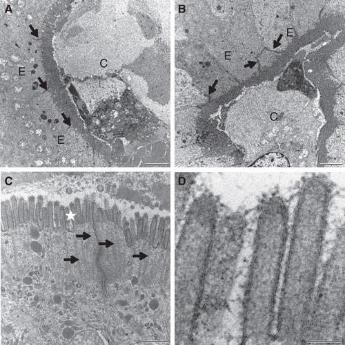 Figure 6. Cell membrane integrity probed with Ruthenium red. Mucosal explants were cultured in the absence (A) or presence (B–D) of the fat mixture for 1 h. During the last 15 min of culture, Ruthenium red was added to the medium in (A) & (B). (A) & (B) A dark staining of Ruthenium red can be seen at the enterocyte brush border and in the paracellular space (marked by arrows) in the crypts of control explants and after fat absorption. (C) Short (∼ 0.5 μm) microvilli with intact actin rootlets (marked by arrows) of immature enterocytes in the crypt. (D) Microvilli marked by asterisk in (C) shown at higher magnification. An intact membrane bilayer structure can be seen. Bars, 2 μm (A, B); 0.5 μm (C); 0.1 μm (D).