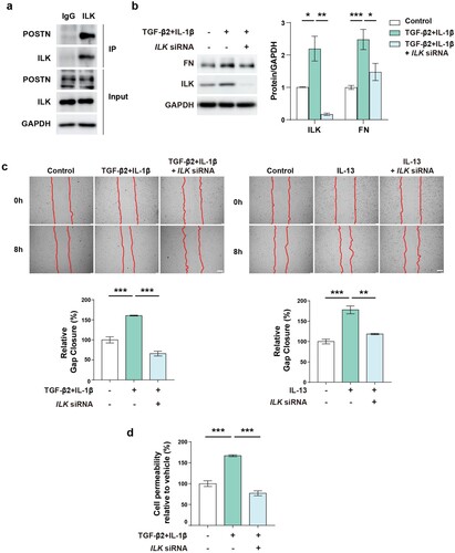 Figure 5. ILK interacts with POSTN and ILK inhibition reduces ECM deposition and attenuates endothelial function.: a, Interaction between ILK and POSTN in PAECs as determined by co-immunoprecipitation. b, Protein expression of ILK and FN after co-treatment of TGF-β2 (10 ng/ml) and IL-1β (1 ng/ml) for 3 days in conjugation with ILK siRNA (24 nM) transfection. c, Migration assay after co-treatment with TGF-β2 (10 ng/ml) and IL-1β (1 ng/ml) (upper) or IL-13 (10 ng/ml) (lower) with or without ILK knockdown (5 nM). Scale bar = 200 µm. d, Permeability assay after TGF-β2 (10 ng/ml) and IL-1β (1 ng/ml) co-treatment with or without ILK knockdown (5 nM). * P < 0.05, ** P < 0.01, *** P < 0.001 determined by unpaired two-tailed Student’s t test or one-way ANOVA with Bonferroni’s multiple comparison test. Error bars represent S.E.M.