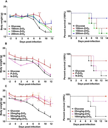 Figure 2 Positively-charged ZrO2 at a dosage of 100 mg/kg increased survival of H5N1-infected mice. ZrO2 of different diameters (100, 150, and 200 nm) (A), with different charges (positive and negative) (B) or at different dosages (25, 50, and 100 mg/kg) (C) were administered twice intraperitoneally to mice, one day apart. On the second day of NP administration, the viral challenge was administered, with triple the LD50 of H5N1. Body weights were determined every 2 days. *, P < 0.05; **, P < 0.01; ***, P < 0.001 and compared to the glucose group.