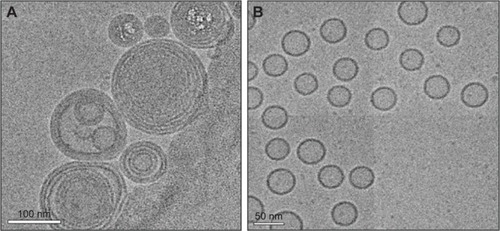 Figure 1 Morphology of insulin-loaded nanoparticles.Notes: Cryogenic transmission electron microscopy images of insulin-loaded lecithin/chitosan nanoparticles (L/C ratio, 20:1) (A) and insulin-loaded vesicles (L/C ratio, 10:0) (B).Abbreviation: L/C, lecithin/chitosan.