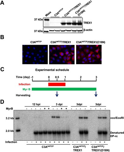 Figure 7. Expression of TREX1 does not inhibit the synthesis of cccDNA in de novo infection.Note: (A) Expression of wild-type and mutant TREX1 in the indicated cell lines were detected by a western blot assay with an antibody against TREX1. β-actin served as a loading control. (B) Cytoplasmic localization of wild-type and mutant TREX1 in the indicated cell lines were indicated by an immunofluorescent assay with an antibody against TREX1. (C) Schematic presentation of HBV infection and treatment schedule. (D) Hirt DNA were extracted at 12 and 72 h post infection and analysed by Southern blot hybridization.