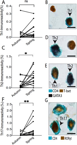 Figure 3. Quantitative T-helper subset data of pairwise autumn and spring measurements for each individual patient (A, C, F). Th1, Th2, and Th17-populations were identified by double staining for CD4 and their corresponding transcription factor; i.e. T-bet, GATA3, and RORγt (B, D, E, G) (scale bar = 5 µm). * and ** denote a significance level of p < .05 and p < .01, respectively.