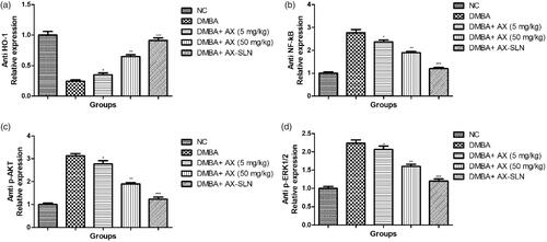 Figure 6. The effect of AX-SLN on the protein expression of anti-HO-1, anti-NF-kB, anti-p-AKT, and anti-p-ERK1/2 of DMBA-induced breast cancer rats. (a) Anti-HO-1; (b) anti-NF-kB, (c) anti-p-AKT, and (d) anti-p-ERK1/2. Each value shows the mean ± SEM, where the treated group rats were compared with the DMBA-induced group rats. Statistical analysis was done by one-way ANOVA followed by Dunnett’s multiple comparison. *p < .05, **p < .01, and ***p < .001.