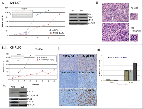 Figure 5. Effect of TAK-960 on MPNST and CHP100 xenografts. (A) TAK-960 induces tumor suppression in MPNST in vivo. Athymic female nude mice were implanted with MPNST tumors and mice (n = 7) were treated with TAK-960 (10 mg/kg) or vehicle as described in the Materials and Methods. (A) (i) Tumor volume was measured every 2 to 3 days and the mean tumor volume was plotted against time in days. 24 hours after the final treatment, tumors were excised and the xenograft lysates were probed for apoptotic marker, cleaved PARP, PLK1, Mcl-1 and GAPDH by protein gel blot analysis. (iii) 24 hours after the final treatment, tumors were excised and analyzed by immunohistochemistry H&E. (B) TAK-960 induces tumor suppression in CHP100 in vivo. Athymic female nude mice were implanted with CHP100 tumors and mice (n = 7) were treated with TAK-960 (10 mg/kg) or vehicle as described in the Materials and Methods. (i) Tumor volume was measured every 2 to 3 days and the mean tumor volume was plotted against time in days.Citation15 24 hours after the final treatment, tumors were excised and analyzed by immunohistochemistry for phospho-histone H3 (Ser10), Terminal deoxynucleotidyl transferase dUTP nick end labeling (TUNEL) and cleaved caspase 3. (iii) TUNEL-positive cells, phospho-histone H3 (Ser10) and cleaved caspase 3 were counted from 3 different fields and the numbers plotted as percentages. (iv) 24 hours after the final treatment, tumors were excised and the xenograft lysates were probed for apoptotic markers, cleaved PARP and caspase 3, PLK1, Mcl-1 and GAPDH by western blot analysis. All the results are representative of 3–4 independent experiments.