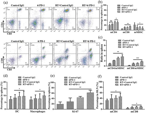 Figure 4. Combination therapy enhances lymphocyte activation and proliferation in secondary lymphoid organs.(a) Representative flow cytometry plots showing the percentages of CD3+, CD4+, and CD8+ T cells in the spleen. (b) Cumulative results of CD4+ T cells, CD8+ T cells, and MDSCs (CD11b+Gr1+) in the spleen. (c) Ratios of CD8+ T and CD4+ T cells to MDSCs in the spleen. (d) Representative percentage of DCs and macrophages in the spleen. (e) Quantification of Ki-67 expression in CD45+ cells in the spleen. (f) Cumulative results of CD4+ T cells and CD8+ T cells in the DLNs. Representative results from three independent experiments with five mice/group. *P < 0.05; **P < 0.01; ***P < 0.001. RT, radiotherapy.