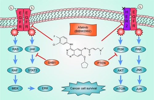 Figure 1 Signaling pathways of EGFR and HER2.