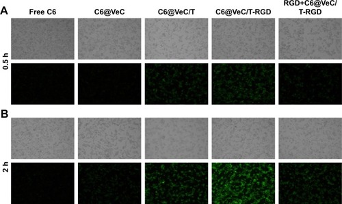 Figure 2 LoVo/ADR cellular uptake after 0.5 hour (A) and 2 hours (B) of incubation with free Coumarin-6 (C6)-labeled VeC micelles, C6-labeled VeC/T MM, C6-labeled VeC/T-RGD MM, or preincubation with 0.3 µg/mL of free RGD for 1 hour before exposure to C6-labeled VeC/T-RGD MM was examined by fluorescent microscopy.Notes: Green: C6. Bar: 100 µm.Abbreviation: MM, mixed micelles.