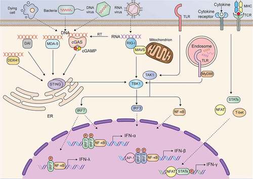 Figure 1. Signaling pathways in the induction of IFNs