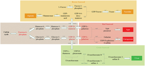 Figure 4. Proposed biosynthesis pathways of seaweed polysaccharides.[Citation177] MPI, mannose-6-phosphate isomerase; GPI, glucose-6-phosphate isomerase; PMM, phosphomannomutase; PGM, phosphoglucomutase; MPG, mannose-1-phosphate guanylyltransferase; UGP, UTP-glucose-1-phosphate uridylyltransferase; GME, GDP-mannose-3′,5′-epimerase; GALT, galactose-1-phosphate uridylyltransferase; GalT, galactosyltransferase; CST, carbohydrate sulfotransferase; GC5E, glucuronyl C5-epimerase; GluT, glucuronyltransferase; RhaT, α-1,4-rhamnosyltransferase; MC5E, mannuronate C5-epimerase; GT, glycosyltransferase; GFS, GDP-fucose synthetase; GFPP, GDP-fucose pyrophosphorylase; FK, fucokinase; FST, fucosyltransferase; GMD, GDP-mannose dehydrogenase; RHM, rhamnose synthase; UGD, UDP-D-glucose dehydrogenase; GM46D, GDP-mannose 4,6-dehydrogenase.