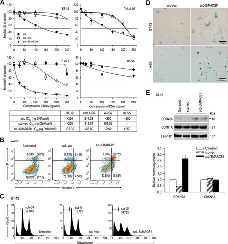 Figure 3 scL-SMARCB1 nanocomplex inhibits growth of SMARCB1-deficient rhabdoid tumor cells. SMARCB1-deficient ATRT (BT-12 and CHLA-06), SMARCB1-deficient rhabdomyosarcoma (A-204), and SMARCB1-expressing rhabdomyosarcoma (Hs729) were transfection with increasing concentrations of either scL-SMARCB1, scL-vec, or an empty nanocomplex without payload (scL). (A) XTT cell viability assay at 48h after transfection. A compilation of the IC50 values is shown (lower panel). (B) Induction of apoptosis was monitored via Annexin V/PI staining in A-204. Numbers in the quadrants indicate the percentage of cells in each quadrant. (C) Cell cycle analysis of BT-12. Sub-G1 peaks represent apoptotic cells. (D) Representative photographs of senescence-associated β-galactosidase staining of BT-12 and A-204. The scale bars indicate 100 μm. (E) Western blot analysis of senescence associated cell cycle inhibitors (CDKN1A and CDKN2A) in BT-12 cells (top panel). A densitometric analysis of Western blot results presented (lower panel).