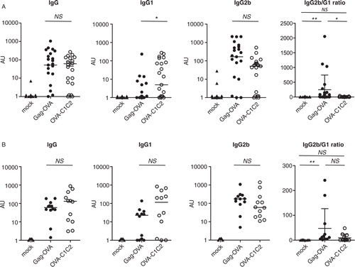 Fig. 3.  Different types of antibody isotypes are produced in response to the two DNA vaccines. Mice were immunized once with either 5 µg (A) or 30 µg (B) of plasmids coding for mock, Gag-OVA, or OVA-C1C2. OVA-specific total IgG, IgG1, and IgG2b were measured by ELISA in sera at day 12 after immunization. Arbitrary units for individual mice and median are represented. The ratio between IG2b and IgG1 isotypes was calculated and shown on the right panels. Pooled data from 3 (A) or 2 (B) independent experiments are shown. *p<0.05; NS=non-significant (Kruskal–Wallis with Dunn post-hoc test).