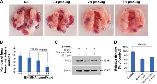 Figure 5 In vivo BHIMHA dose dependently inhibits the metastasis of tumor toward lung.