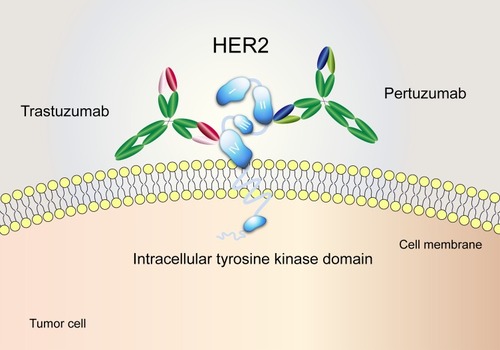 Figure 1 The distinct binding epitopes of HER2-targeted monoclonal antibodies approved by the FDA. Trastuzumab binds to subdomain IV of the HER2 extracellular domain. Pertuzumab binds to an epitope in subdomain II, the dimerization domain of HER2.