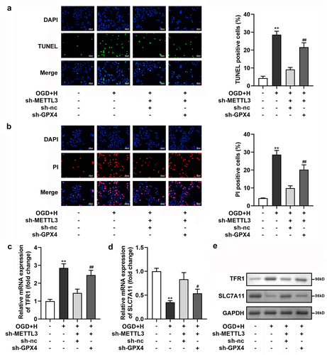 Figure 6. GPX4 silenced neutralized the sh-METTL3 effects on the cell death of the ODG/H treated BMVECs.