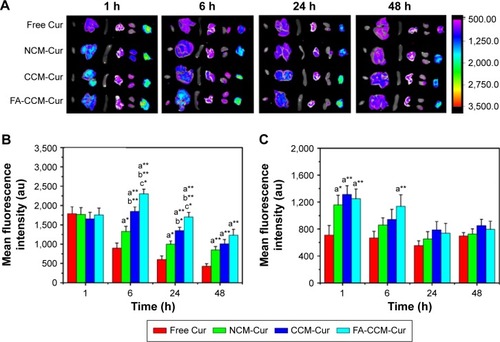 Figure 9 Tissue distribution and tumor accumulations of different Cur formulations.Notes: Tissue distribution and tumor accumulation images of different Cur formulations (A) (from left to right is the heart, liver, spleen, lung, kidney, and tumor, respectively). Quantitative measurement of the Cur intensity in tumor (B) and in liver (C) within 48 hours (*P<0.05, **P<0.01, a = in comparison with free Cur, b = in comparison with NCM-Cur, c = in comparison with CCM-Cur) (values are reported as the mean ± SD, n=3).Abbreviations: Cur, curcumin; MTT, 3-(4,5-dimethyl-2-thiazolyl)-2,5-diphenyl-2-H-tetrazolium bromide; NCM, noncross-linked micelle; CCM, cross-linked micelle; FA, folic acid; h, hours.